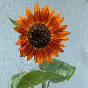 Meet your Posher, K!